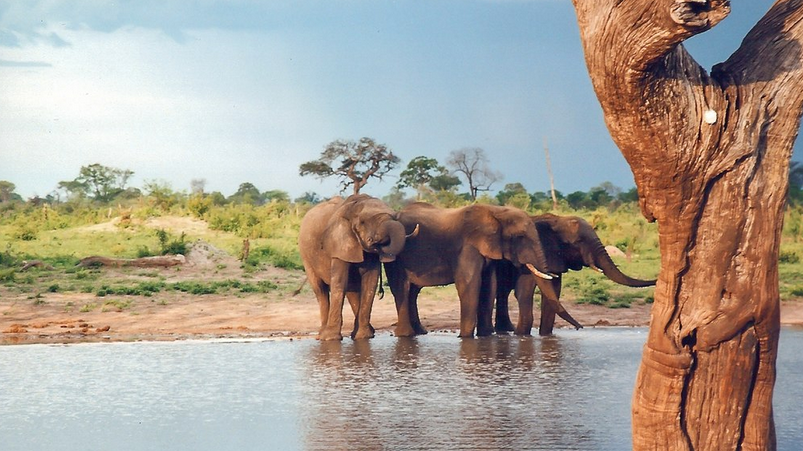 Hwange National Park elephant death 2023